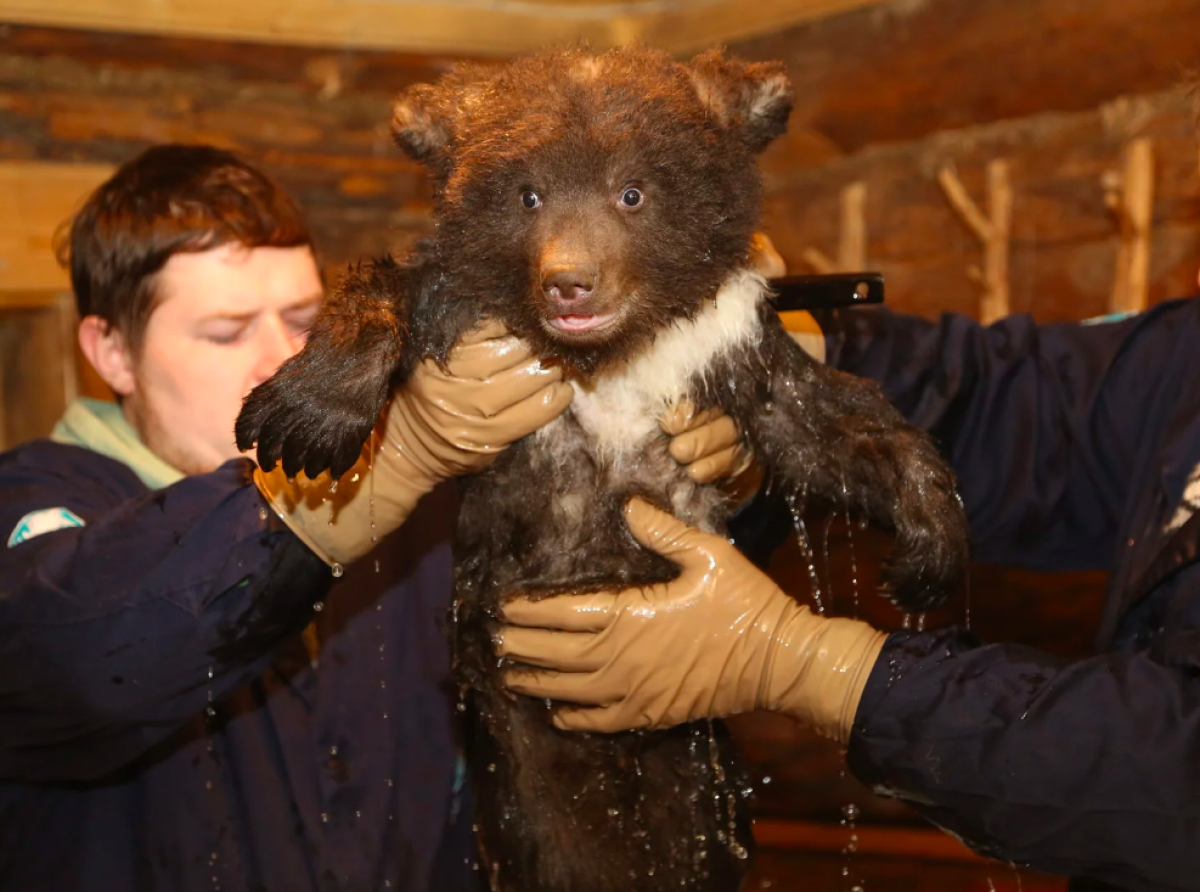 The unique Orphan Bear Rescue Center helps hundreds of clubfoot
